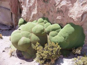 Green algae on some rocks in the desert 