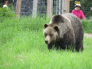 An orphaned male Grizzly Bear at Grouse Mountain standing in the grass