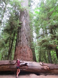 Giant Red Cedar Tree on the way from Nanimo to Tofino