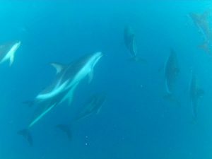 Swimming with Dusky Dolphins in Kaikoura, South Island, New Zealand
