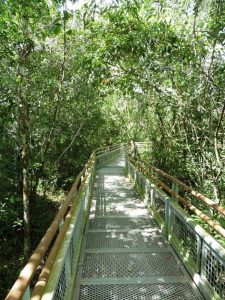 The metal boardwalk with a tree canopy at Iguazu Falls
