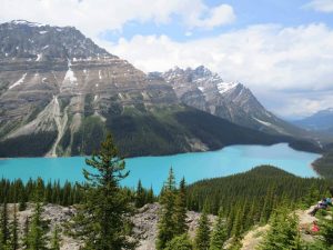 The bright blue Peyto Lake in Jasper National Park