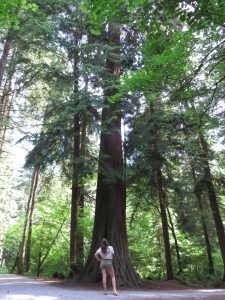 Me standing in front of one of the oldest giant cedar trees in Stanley Park