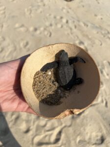 my turtle in a coconut ready for release when visiting a surf town in Mexico