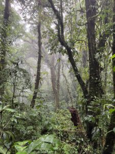 Santa Elena cloud forest showing its misting vibe in amongst the trees