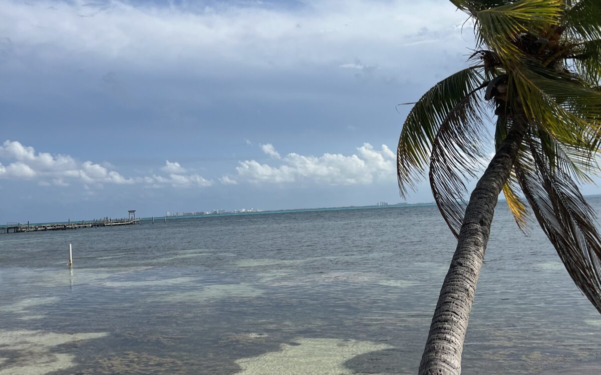 A single palm tree with a still sea surrounding it